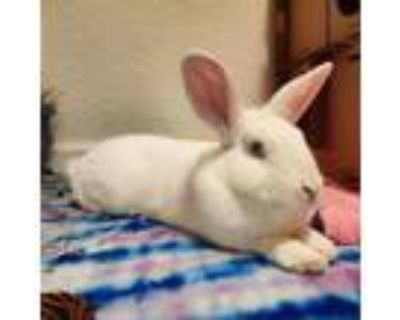 Adopt Hidden Valley Ranch a Bunny Rabbit