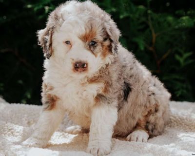 Pearl - 6 Weeks Female Mini Bernedoodle Puppy for Sale