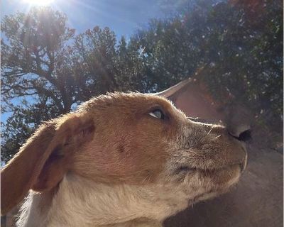 Very sweet and is very playful. Needs a good and loving family.