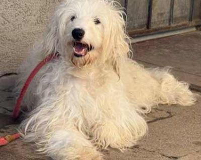 Phoebe - Goldendoodle/Curly-Coated Retriever Mix Female Dog for Adoption