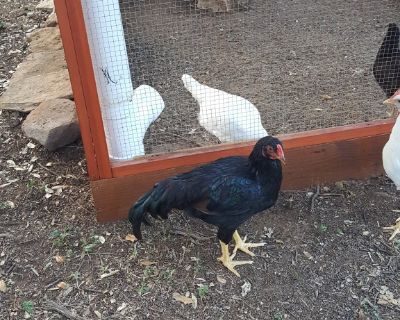 Free Easter Egger Cockerel (Rooster)