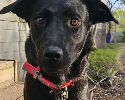 Dolly may be the perfect dog to step into your waiting household. At nearly two years old, she has learned all her basic skills from sleeping in her crate to taking care of business. Listening and knowing when to leave it and how to shake are part of her best qualities. Part of a full household, Dolly might enjoy the attention of a small household but has spent time with other pups in her litte...