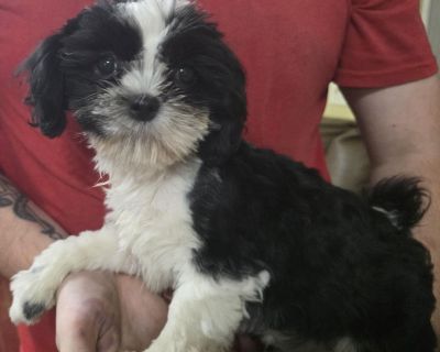 2 Male and 3 Female Shih Tzu Puppies for Sale