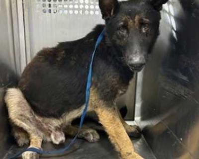 Moe - German Shepherd Dog Male Dog for Adoption