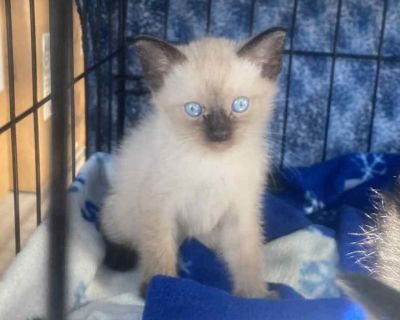 Snow - Domestic Short Hair Male Cat for Adoption