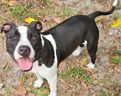 Cloudy - Boxer / American Staffordshire Terrier Male Puppy