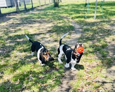 Author & Cowboy - Basset Hound Male Puppy for Adoption