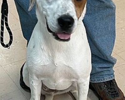 Kookaburra aka Buddy - Hound (Unknown Type)/Mixed Breed (Medium) Mix Male Dog for Adoption