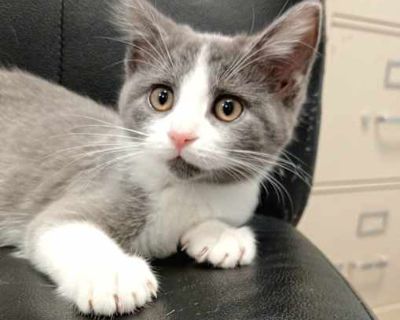 Shots current Spayed / Neutered. Breed Domestic Shorthair Color Age 3 months old, Kitten Sex Female Pet ID S-11850 Hair Length short