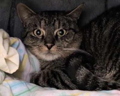 Hello, I`m Bowser. I may be named after a big, scary character, but I assure you, I`m anything but. I`m a young soul, still learning about the world around me. I might take a bit to warm up to you, but once I do, you`ll have a loyal friend for life. I`m only asking for a chance to show you the love I have to give. Adopting me would mean giving an adorable, young cat a chance to come out of his ...