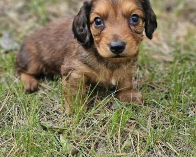 Heinz - Male Dachshund Puppy for Sale