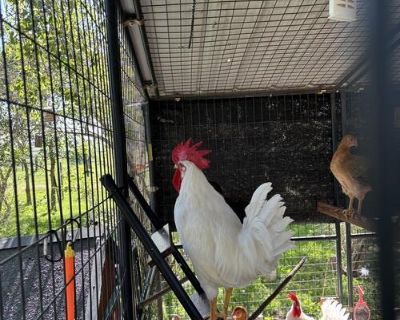 FREE LEGHORN ROOSTERS