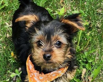 1~Yorkshire Terrier looking for a loving home to call there own