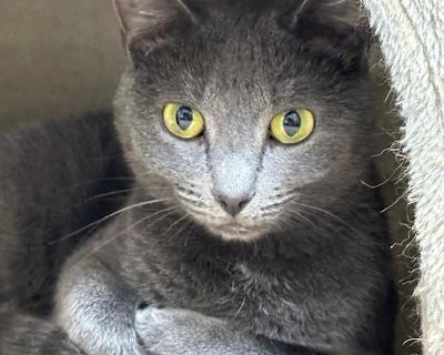 Torvi - Domestic Shorthair Female Cat for Adoption