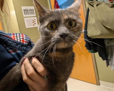 Misty Mountains - Domestic Short Hair Female Cat for Adoption