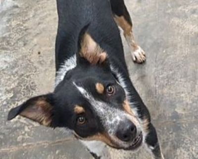 Atlas - Border Collie Male Dog for Adoption