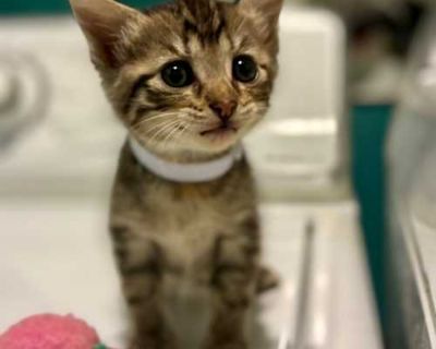 Raisin - Domestic Shorthair Female Cat for Adoption