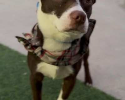 Coconut - Boston Terrier & Dachshund Mix Male Dog for Adoption