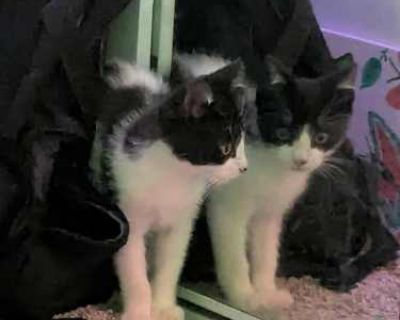 Jackson Pollock - Domestic Shorthair Male Cat for Adoption