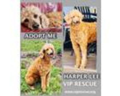Adopt Harper Lee a Standard Poodle