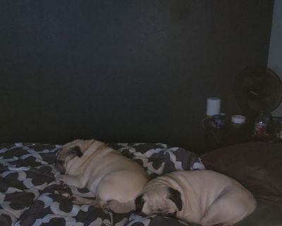 Robert (Has a House) on iROOMit. Room in the 2 Bedroom 1BA House For Rent...