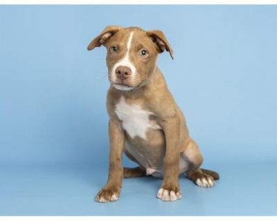 AIDEN - American Pit Bull Terrier Male Puppy for Adoption