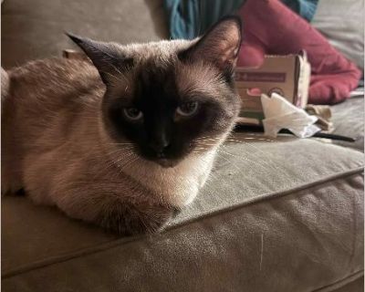 Sweet mild mannered kitty whose owner passed. Needs rescue or home immediately.