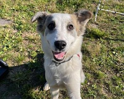 Sophie - English Shepherd Female Dog for Adoption