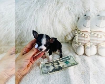 9 Weeks Old * Size at Maturity: Small * Availability Date: 11/13/2025 * Shipping Area: Nationwide * Payment Method: Paypal, Credit Cards, Cash *. I can hand deliver the puppy to your home with a nanny for a low fee. The puppy is precious and I have others. I specialize in teacups and tiny breeds. Please visit my website link .dogboutiquestore Call me 954-270-3284 Thank you Adorable Chihuahuas &...