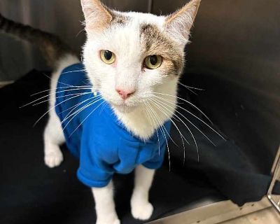 Adult. Hair: short. Meet MONTI, your future bestie! Monti is a charming four year, three month old cat with a gentle soul and a heart full of love. While he might be a bit shy when you first meet him, Monty will blossom into a playful, affectionate cat once he feels safe and secure in your presence. His trust is a gift and once you have earned it, his true personality will shine through. At thi...