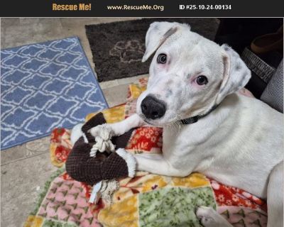 Name: Charlie Age: 8 months Breed: Mixed Gender: male Weight: 38lbs Good with kids: unsure Good with dogs: yes Good with cats: not fostered with any Current on vaccinations: yes Fixed: yes Foster location: Wisconsin Rapids Application & Website: https://www.ourpackanimalrescue.com/adoption.html Adoption includes Certified Vet Inspection, and Prior vetting paperwork. Bio: When we say rescue take...