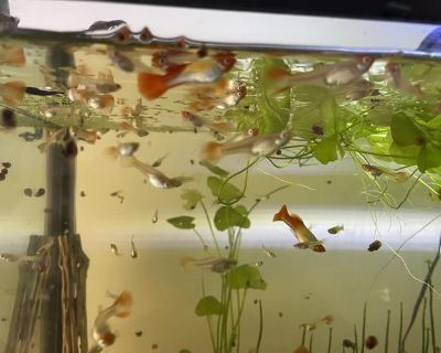 Sunkist Guppy's - high grade