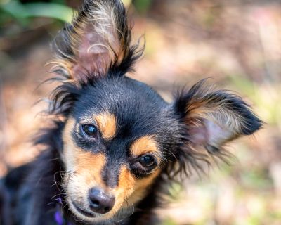 Bella - Chihuahua Female Puppy for Adoption