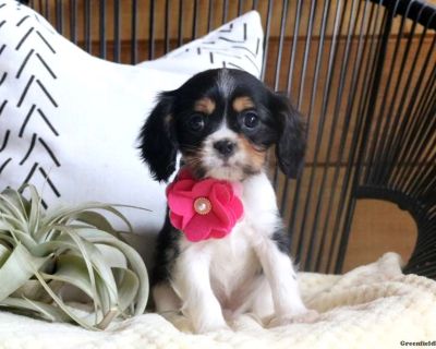 Cavalier king charles spaniel hot sale greenfield