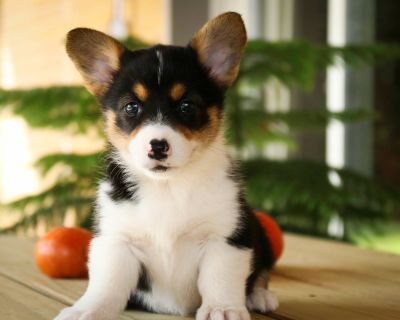 1 Male and 5 Female Pembroke Welsh Corgi Puppies for Sale