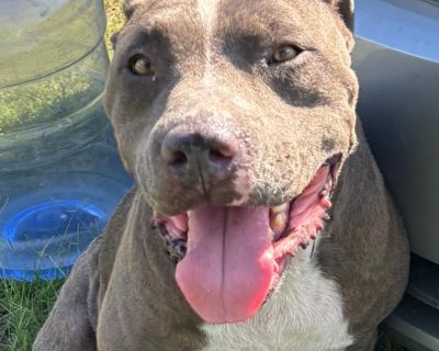 Meet Tank, a lovable 3-year-old companion weighing in at 65 pounds. He is the epitome of calm, enjoying leisurely lounging sessions and cozy days at home. He gets along well with most dogs, but cats unknown. Tank walks beautifully on a leash, making him a great partner for strolls around the neighborhood. He takes a few mins to warm up, but after that, you have a friend for life!! If you're loo...