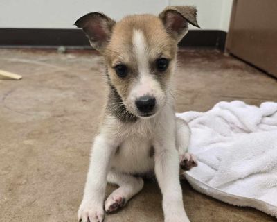 Mickie - Catahoula Leopard Dog Mix Male Puppy for Adoption