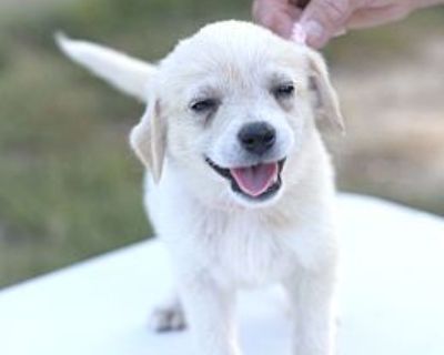 Penelope - Golden Retriever Female Puppy for Adoption