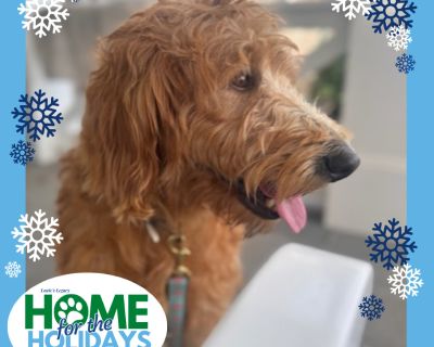 Daisy Mae - Golden Retriever & Poodle Mix Female Dog for Adoption
