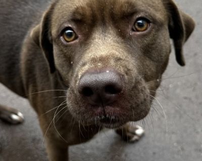 Meet Umber, a delightful Chocolate Lab mixed girl around 2 1/2 years old and 60 pounds. Known for her friendly demeanor, Umber thrives in the company of other dogs and love to run and wrestle. She does great with dogs of all sizes and especially loves little puppies. Umber's loyalty makes her a wonderful companion, always ready to join in on any fun or simply offer companionship. She is doing g...