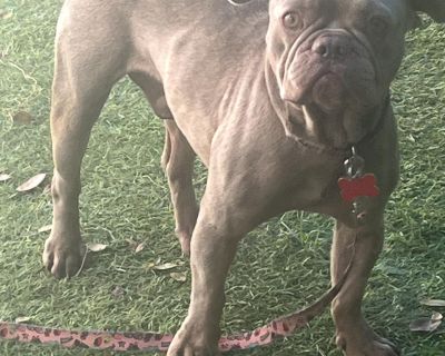 Pierre - French Bulldog Male Dog for Adoption