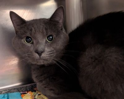 Health Vaccinations up to date, spayed / neutered.. Adult Male Medium Gray / Blue / Silver