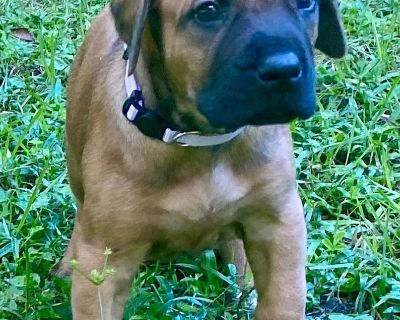 1 Male and 2 Female Rhodesian Ridgeback Puppies for Sale