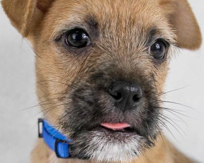 Jermaine - Chihuahua & Terrier Mix Male Puppy for Adoption