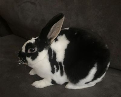 Jelly Bean - Male Young Rabbit for Adoption