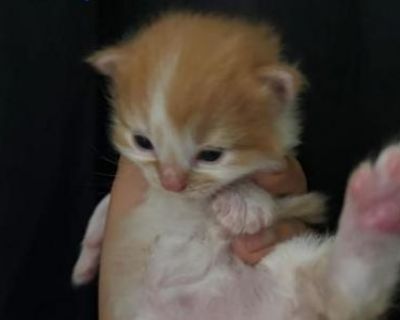 Household pet. Breeding not allowed. Not registered. This pretty little baby will be ready December 1st he is showing signs of being a medium haired kitten. Will come with essentials