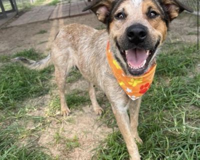 Madeline - Australian Cattle Dog / Blue Heeler & German Shepherd Dog Mix Female Dog for Adoption