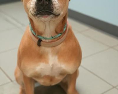 Health Spayed / neutered.. Young Male Medium