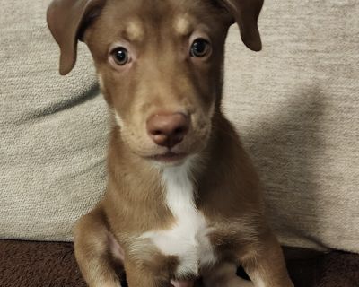 Hanson - Pit Bull Terrier & Retriever Mix Male Puppy for Adoption