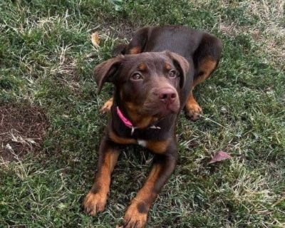 Buffy - Rottweiler & Chocolate Labrador Retriever Mix Female Puppy for Adoption